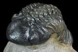Detailed, 3" Reedops Trilobite - Atchana, Morocco - #130536-3